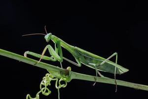 macro insects, Praying mantis on a stem in macro focus, highlighted against a dark background. photo