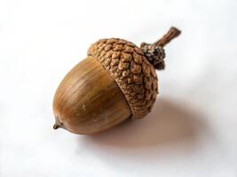 Acorn isolated on white background top view photo