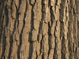 rough bark texture seamless top down view. photo