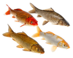 Collection Set of Carp fish swimming in different perspectives isolated on a transparent background png
