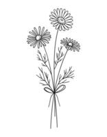 Wildflower line art bouquet on white background. Hand drawn flowers, meadow herbs, wild plants, and botanical elements for design projects vector