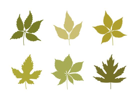 Set of silhouette spring leaves in green colors. Summer background. Foliage of maple, chestnut, and five leaved ivy, isolated on white. Leaf icons