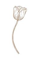 Tulip flower, graceful thin line, brown color. Beautiful spring decor. Drawing element for Easter, Mother Day vector