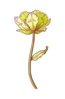 Tulip, lemon color, blooming flower with leaf isolated on white background. Beautiful spring decor for Easter, Mother Day, Canadian Tulip Festival. Drawing element for design vector