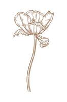 Tulip flower, brown contour. Beautiful spring decor, sketched element for design, illustration vector