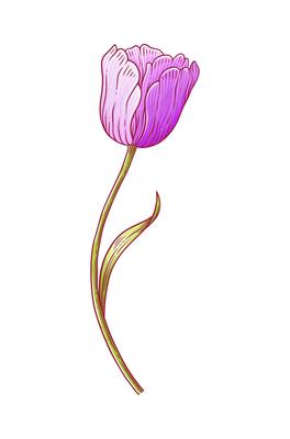 Tulip, elegance violet blooming flower with leaf isolated on white background. Beautiful spring decor for Easter, Mother Day, Canadian Tulip Festival. Drawing element for design