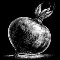 A drawing of a large white onion with a green stem vector