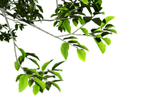 Cut-out greenery tree branches leafs foreground transparent backgrounds 3d rendering png