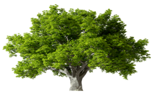 Big tree standing growth cut-out transparent backgrounds 3d rendering png