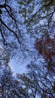 Canopy of trees reaching for the blue sky in pruhonice park photo