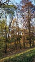 Sunlight filtering through trees in pruhonice park, czechia photo