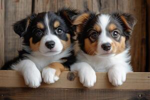 Border collie puppies peering over wooden crate edge, paws draped across weathered surface photo
