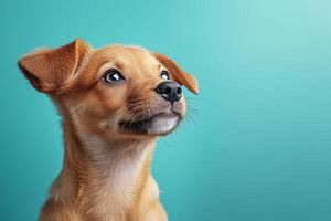 Adorable puppy gazing upward with hopeful eyes, posing against vivid teal backdrop during national day celebration copy space photo