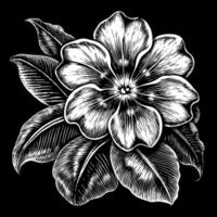 A black and white drawing of a flower with a leaf vector