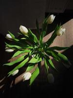 White tulips bouquet casting shadows on wooden floor in spring photo