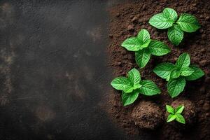Fresh mint seedlings symbolize growth and renewal on national agriculture day, promoting sustainable farming for a greener future copy space photo