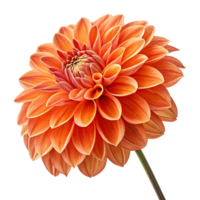 Elegant orange dahila flower on transparent background png