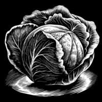 A black and white drawing of a head of cabbage vector