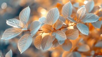 Autumn or fall season background, leaves photo