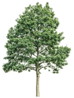 Full mature tree with dense green foliage and defined trunk isolated on transparent background, ideal for architectural renderings, landscape design, and visual compositions png