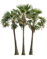 Isolated group of three tropical palm trees with fan-shaped fronds and textured trunks against transparent background, ideal for landscape design and tropical themes png