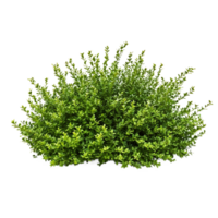 Isolated round green bush with dense foliage on transparent background, perfect for landscape design visualization, garden planning, and architectural renderings png