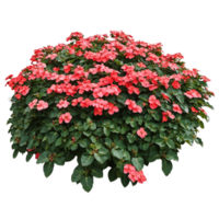 Isolated round shrub with vibrant red blooms and dark green foliage on transparent background, perfect for garden design visualizations and landscaping projects png