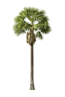 Isolated fan palm with textured trunk and distinctive crown against transparent background, perfect for tropical landscape designs and architectural renderings png