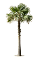 Isolated fan palm with textured trunk and distinctive crown against translate background, perfect for tropical landscape designs and architectural renderings png
