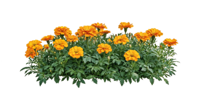 Isolated bed of bright orange marigold flowers with lush green foliage on translate background, ideal for garden design projects and landscaping visualizations png