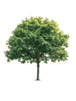 Isolated mature broadleaf tree with dense round canopy and defined trunk on translate background, ideal for landscape architecture projects and environmental design png