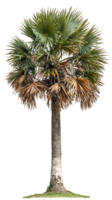Isolated palm tree with distinctive fan-shaped fronds and textured trunk against a transparent background, showcasing the botanical features of this tropical species png