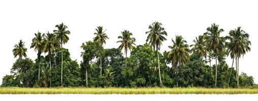 Natural landscape showing a lush grove of tall coconut palm trees against a transparent background, creating a tropical island scenery with dense green foliage png