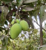 Green Mangoes Hanging from a Tree Branch photo