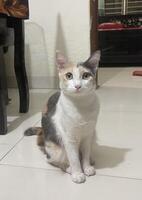 A beautiful white and brown color cat, Beautiful calico cat relaxing on the floor looking adorable photo