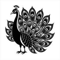 Peacock With Spread Feathers vector