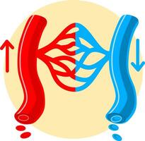 Color illustration of Blood vessels direction scheme with oxygen and nutrients flow from heart to cells . Educational diagram with artery, arteriole, capillaries, venule and vein for anatomy study. vector