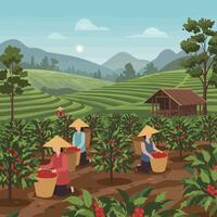 Harvesting Red Fruits on a Hillside Plantation with Workers vector