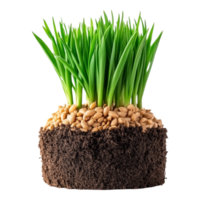 Fresh Green Grass Growing from Soil with Grains and Roots Below the Surface png