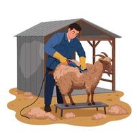 Shearing Goat on Platform Under Shed vector