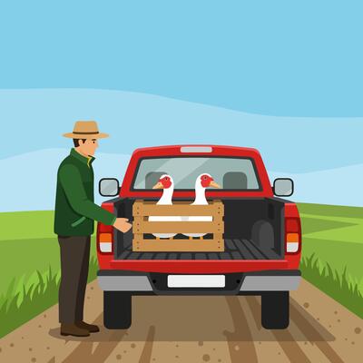 Farmer Loading Geese Into Truck on Rural Landscape