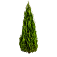 Lush Green Cypress Tree for Design Use png