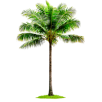 Lush Tropical Palm Tree Isolated on Transparent Background png