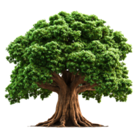 Majestic Green Tree with Thick Trunk and Luxurious Foliage Display png