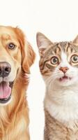A golden retriever and a playful tabby cat express their happiness in a warm moment, showcasing their friendship and bond in a bright setting photo