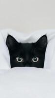 Soft light illuminates a black cat's wide eyes as it curiously peers out from a cozy white blanket, capturing a moment of innocence and playfulness photo