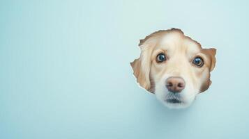 A golden retriever shows curiosity as it peeks through a broken hole in a light blue wall, capturing an amusing and endearing moment of exploration photo
