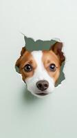 A curious dog peers through a torn hole in a light green wall, its expressive eyes reflecting a playful and inquisitive nature in a cozy indoor environment photo