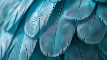 Turquoise feathers are closely packed together, highlighting their vibrant hues and delicate details. The sunlight enhances their texture photo