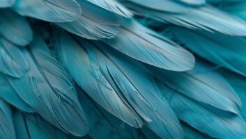 Turquoise feathers are arranged closely together, showcasing their vivid color and delicate textures under natural light, inviting admiration photo